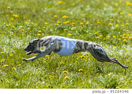 Whippet dog lifted off the ground during the dog racing competition running straight into camera Whippet dog lifted off the ground during the dog racing competition running straight into camera 95284346