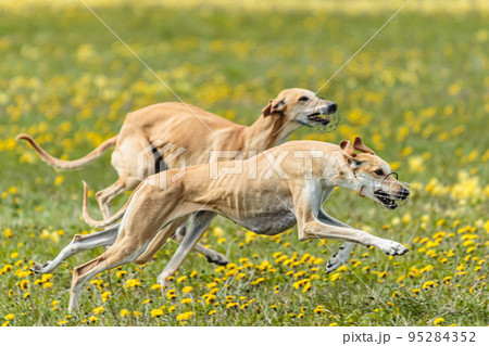 Greyhound dogs running fast and chasing lure across green field at dog racing competion 95284352