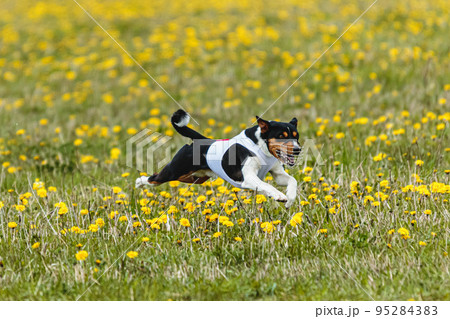 Basenji dog in white shirt running and chasing lure in the field on coursing competition 95284383