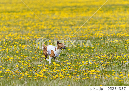 Basenji dog in white shirt running and chasing lure in the field on coursing competition 95284387