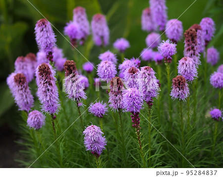 紫色のリアトリスの花の群生風景 紫色のリアトリスの花の群生風景 95284837