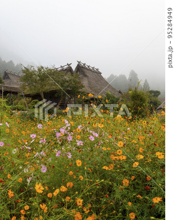 秋桜の咲く秋の美山かやぶきの里 95284949