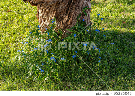 Small Dayflower Plant 95285045