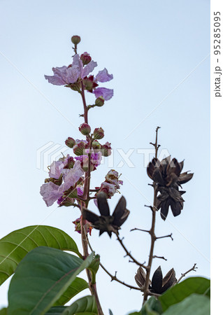Giant Crape-Myrtle Tree 95285095