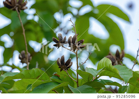 Giant Crape-Myrtle Tree Giant Crape-Myrtle Tree 95285096