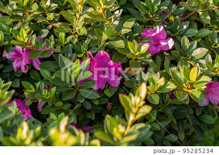 Azalea Flowering Plant 95285234