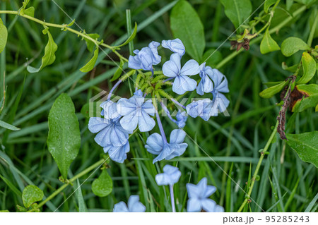 Blue Plumbago Plant 95285243