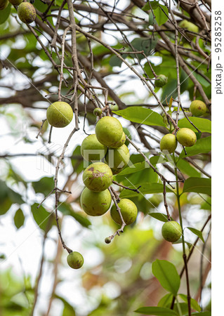 Tree with fruits called Mangaba 95285258
