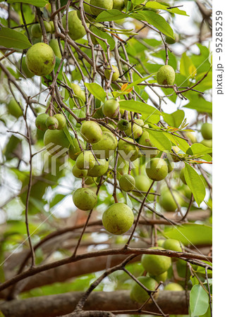 Tree with fruits called Mangaba 95285259