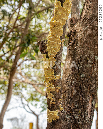 Higher Basidiomycetes Fungus Higher Basidiomycetes Fungus 95285299
