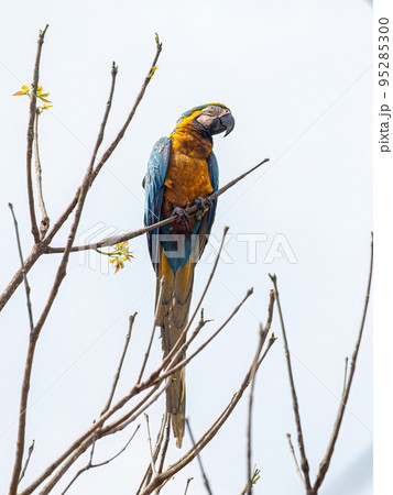 Adult Blue-and-yellow Macaw Adult Blue-and-yellow Macaw 95285300