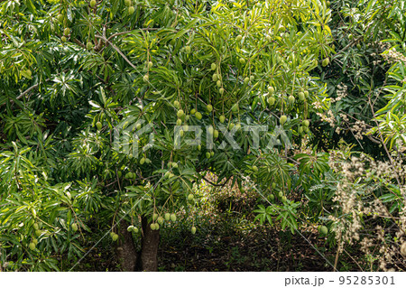 Mango tree with fruits Mango tree with fruits 95285301
