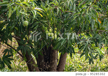 Mango tree with fruits Mango tree with fruits 95285302