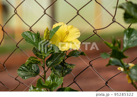 Chinese Hibiscus Flower 95285322