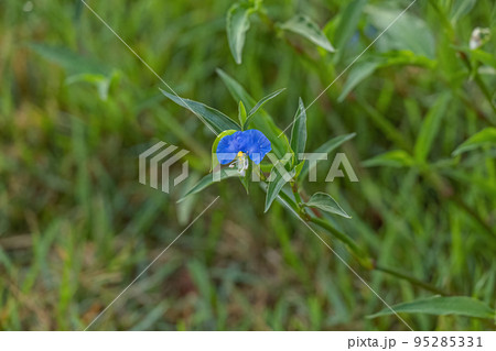 Small Dayflower Plant 95285331