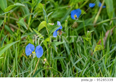 Small Dayflower Plant Small Dayflower Plant 95285339