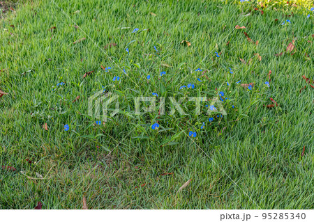 Small Dayflower Plant 95285340