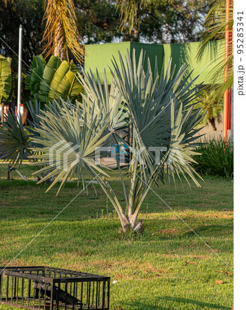 Bismarck Palm Plant Bismarck Palm Plant 95285341