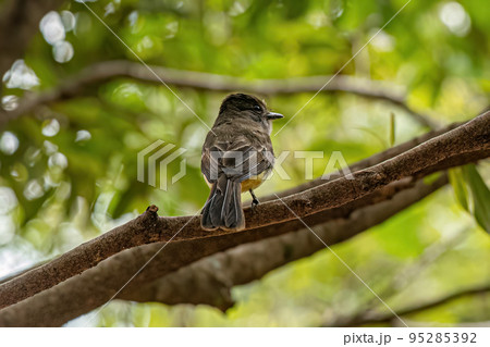 Myiarchus Flycatcher Bird 95285392