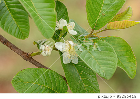 Small Guavas Fruit 95285418