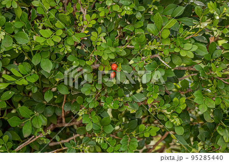 Orange Jasmine Plant 95285440