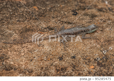 Small ground lizard 95285475