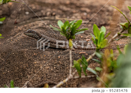 Small ground lizard 95285476