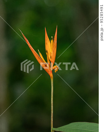 Flowering Angiosperm Plant Flowering Angiosperm Plant 95285491