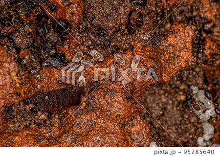 Small Adult Myrmicine Ants Small Adult Myrmicine Ants 95285640