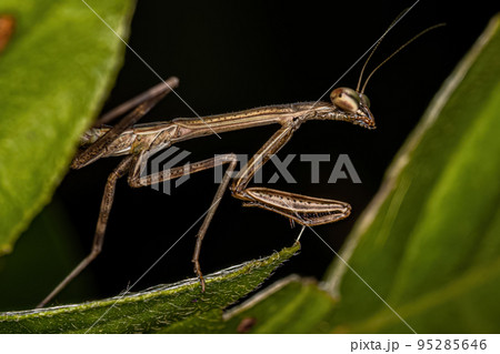 Small Mantid nymph 95285646