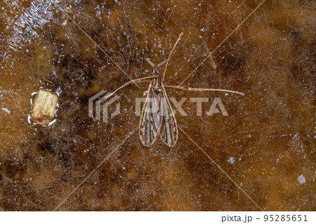 Adult Limoniid Crane Fly Adult Limoniid Crane Fly 95285651