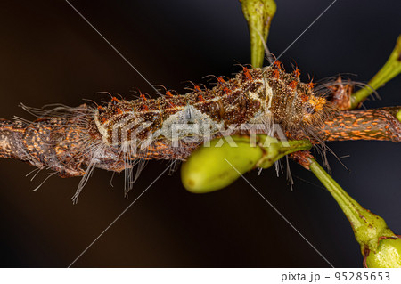 Small Butterfly Caterpillar 95285653