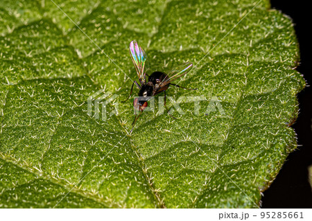 Adult Black Scavenger Fly 95285661