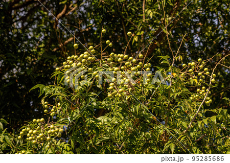 Wingleaf Soapberry Fruits Wingleaf Soapberry Fruits 95285686