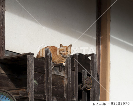 古い農機具の上で寛ぐ猫 古い農機具の上で寛ぐ猫 95285976