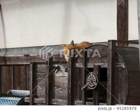 古い農機具の上で寛ぐ猫 95285979