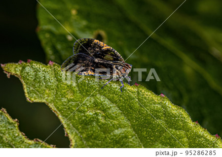 Adult Small Planthopper Adult Small Planthopper 95286285