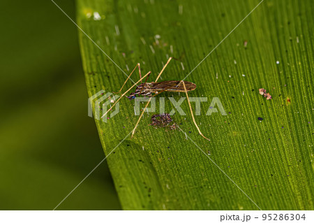 Adult Limoniid Crane Fly Adult Limoniid Crane Fly 95286304