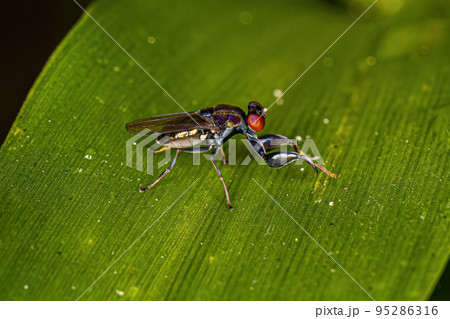 Adult Shore Fly Adult Shore Fly 95286316