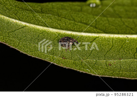 Adult True Weevil Adult True Weevil 95286321