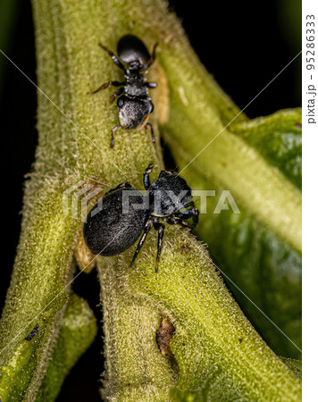 Small Jumping Spider 95286333