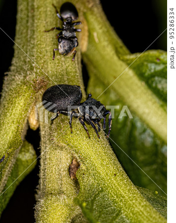 Small Jumping Spider 95286334