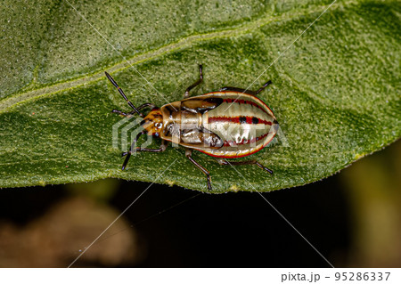 Seed Bug Nymph 95286337