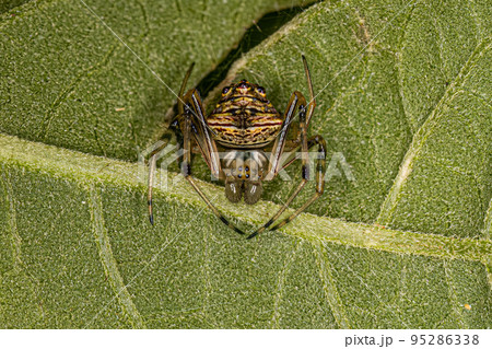 Male Typical Orbweavers 95286338