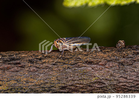 Adult Sharpshooter Insect 95286339