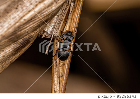Adult Turtle Ant Adult Turtle Ant 95286343