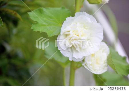 タチアオイの花 タチアオイの花 95286438