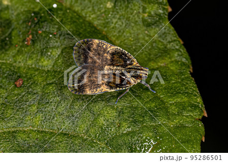 Adult Small Planthopper 95286501