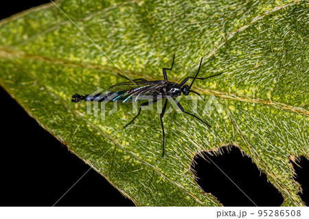 Adult Dark-winged Fungus Gnat 95286508
