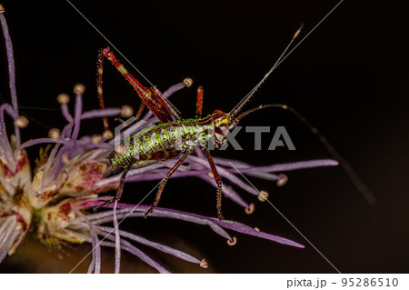Leaf Katydid Nymph 95286510